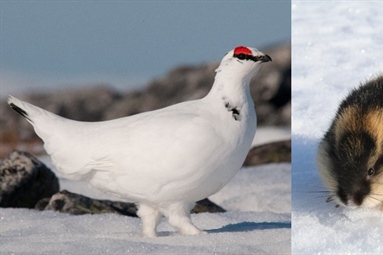 COAT researchers in lead of pan-Arctic assessments of status of lemming and ptarmigan populations 